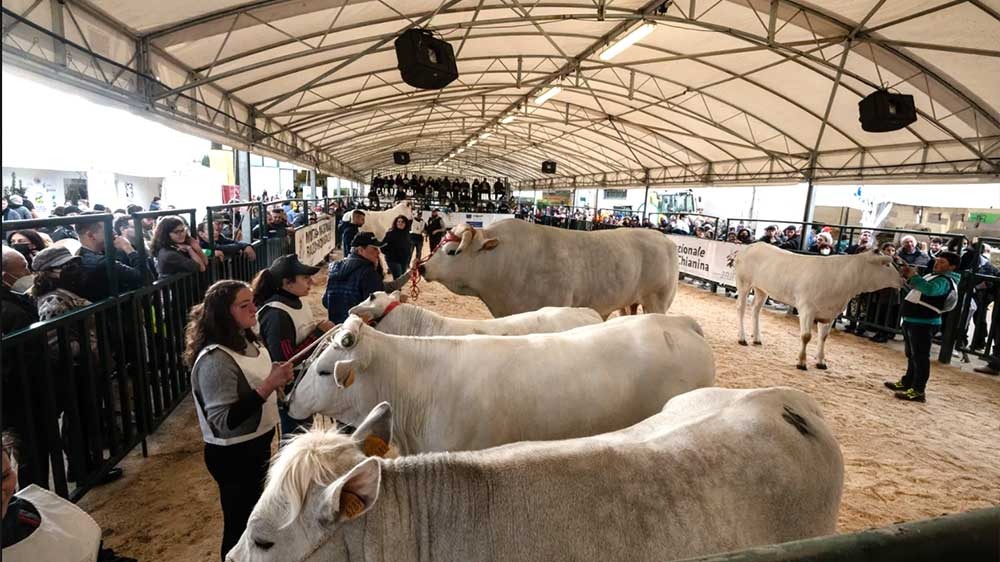 Piazzali - mostra zootecnia Agriumbria